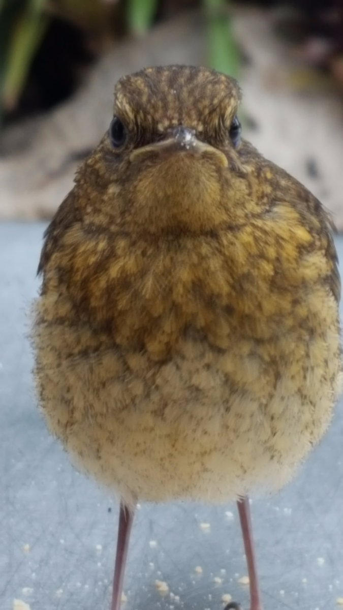 The_Palmhouse's tweet photo. Peter, our friendly Security Guard, has become our bird whisperer and has managed to get some great close ups of the new Robinson chicks 😍🐤💕 https://t.co/1X3dxrZEkU