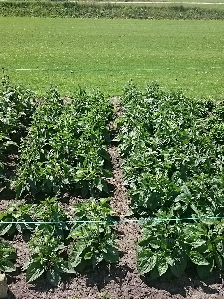 dcmnederland's tweet photo. Nu al verschil te zien in het plantvak voor de @GazonDemodag . Links zonder en rechts met DCM in rudbeckia! Heeft u zich al ingeschreven? https://t.co/DUmoqv1KnE
