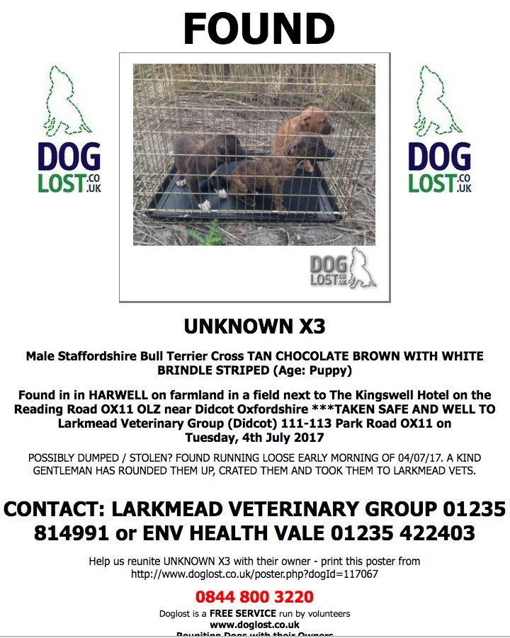 DogLostUK's tweet image. #FOUND UNKNOWN X3
Male #StaffordshireBullTerrier Cross  #Puppy #HARWELL on farmland in a field #OX11 #founddog  doglost.co.uk/dog-blog.php?d…