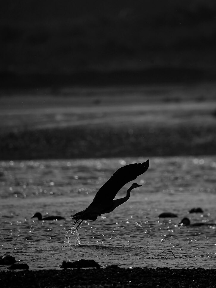 PaulHdigiman's tweet photo. Backlit Grey Heron #digscoping #kowasystem #GH4 #lumix #yhtan @KowaOpticsEU @KowaOptics @LumixUK @PanasonicUKPR @NewburghOnYthan https://t.co/Co616OwmFu
