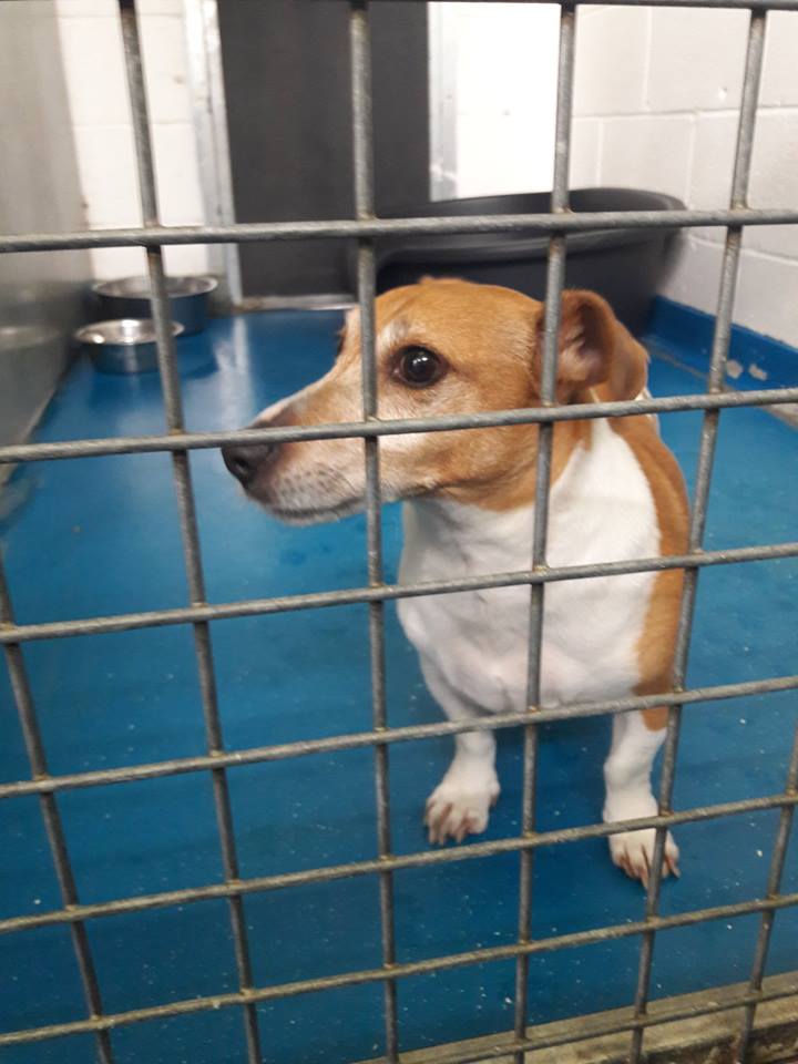 lisaphipps15's tweet image. Male #Jackrussellterrier found #Masser Rd #CV6 #MICROCHIPPED DETAILS NOT REGISTERED now with @coventrycc dog warden doglost.co.uk/dog-blog.php?d…
