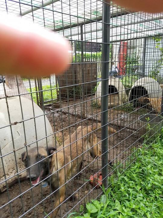 VHarak's tweet photo. @MayorSlyJames KCFD reported these conditions to the KC Animal Control, but case was ruled as no violation. Unacceptable! #2017077208 https://t.co/48vlqfCf89