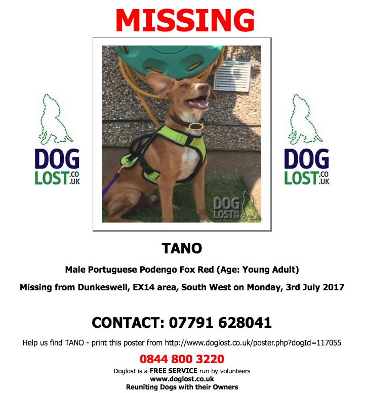 DogLostUK's tweet photo. #LOST TANO Male #PortuguesePodengo #Dunkeswell #EX14 #Lostdog #ScanMe  https://t.co/RGbmfsPyVP https://t.co/tGA1dP3hHM