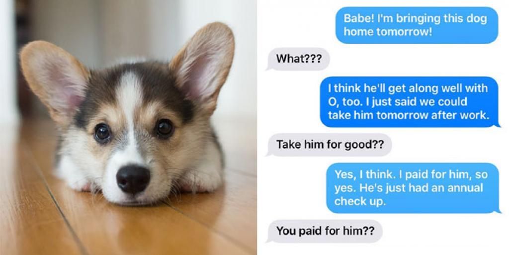 UY_Tweets's tweet photo. Women #Prank Partners With Fake Puppy Adoption Photos -
https://t.co/VgY4jwSovW #funny https://t.co/ZKH32rFtta