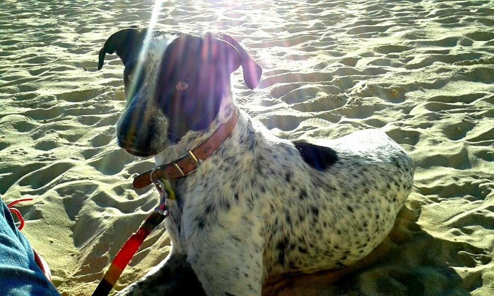 APADRINA A JACO.Pago/mes:90 euros resi+pienso.Interesados en ayudar con estos gastos escribid a contacto@maskeperros.es