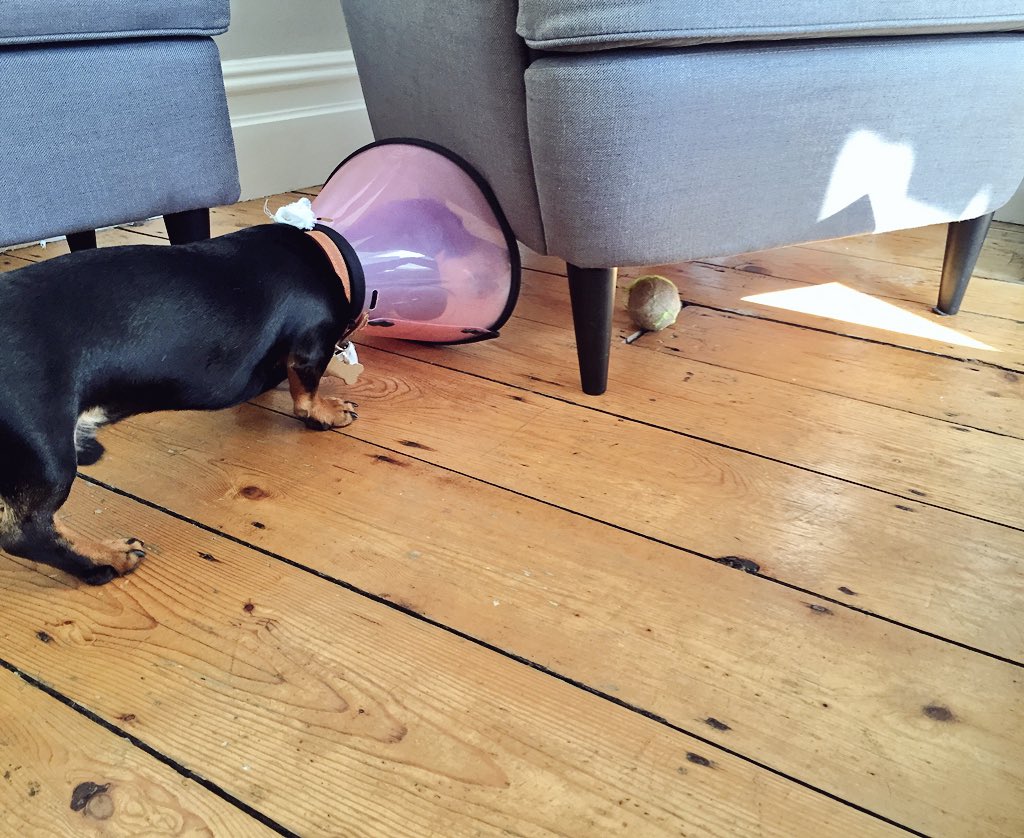 jameslawley's tweet photo. @shazzala @swt_karoline @dog_rates Can someone help me get my ball? #GameOfCones #ConeFail https://t.co/lOOIfZs68G