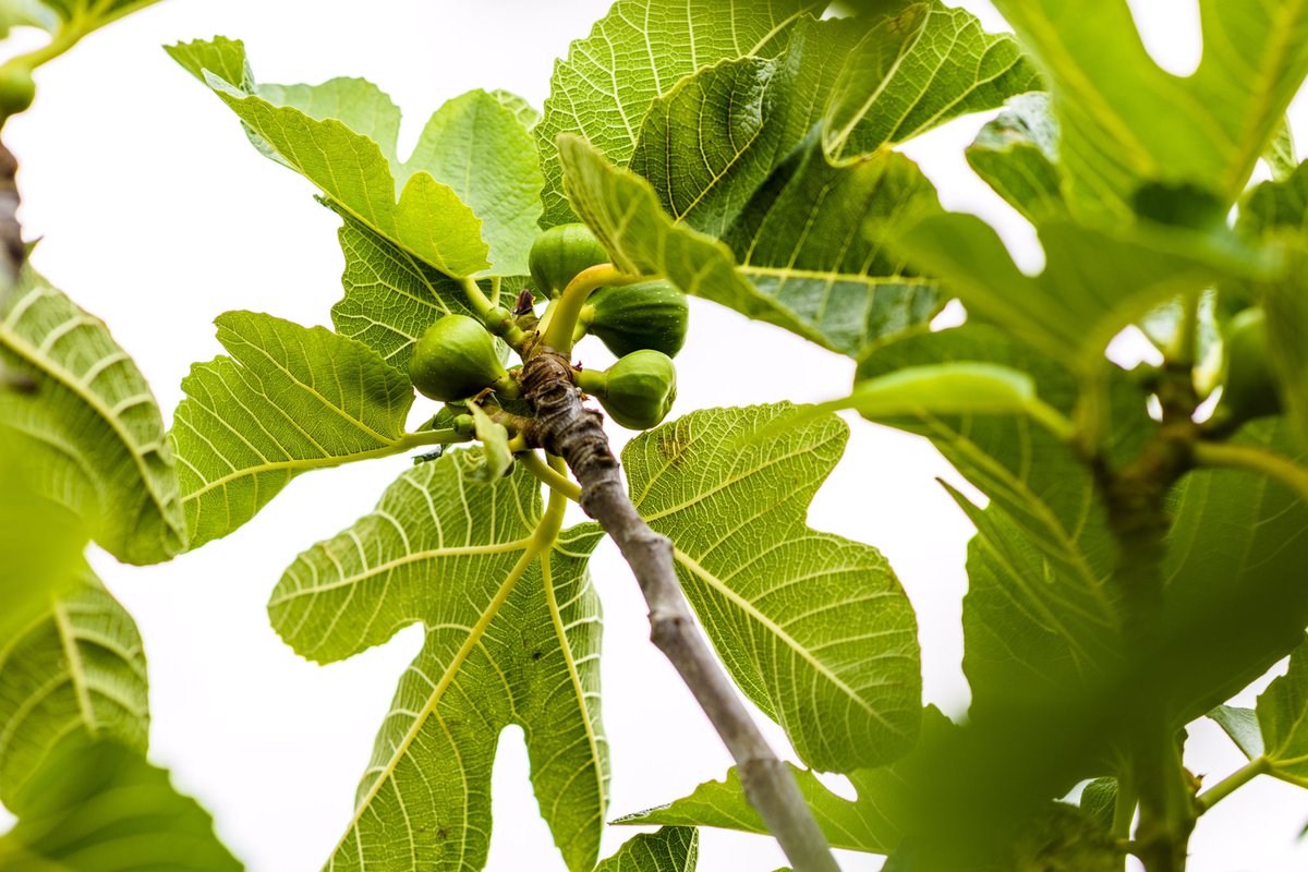 Gartenpflanze Ficus Carica: durch seine graue Rinde und dunkelgrünen Blätter sehr dekorativ