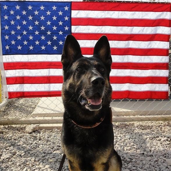 SouthernCoastK9's tweet photo. As we celebrate our nation's freedom, we honor and remember the courageous men, women, and canines dedicated to preserving it. https://t.co/UTQekKPpmV