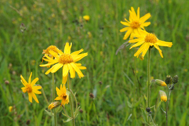 Onderzoeker Roland Bobbink over de verstikkende kant van #stikstof en hoe we #natuur sterker kunnen maken goo.gl/UTykyu