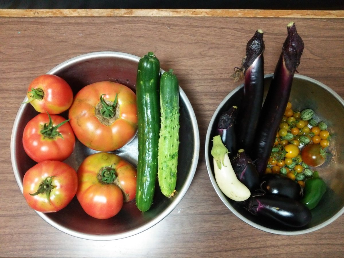 野菜づくり宮丸菜園 野菜の収穫 17年7月4日 今日はもっとなるなるきゅうり1本 相模半白きゅうり1本 千両2号ナス 2本 Sl紫水ナス2個 白ナス1本 墨染長ナス2本 ホーム桃太郎トマト1個 サンロードトマト2個 もぎたて大玉トマト1個 大型福寿トマト1個