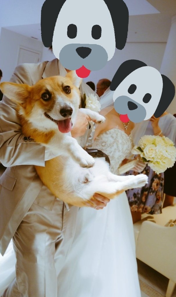 沼津のコーギー 獅子王丸 ハッピーウエディングだわん ウエディング リングドッグ 立会犬 銀座大丸 結婚式 結婚式準備 台風接近中 台風3号沼津上陸なう T Co Kgopwunp3b Twitter 沼津のコーギー 獅子王丸 ハッピーウエディングだわん ウエディング リングドッグ 立会犬 銀座大丸 結婚式 結婚式準備 台風接近中 台風3号沼津上陸なう T Co Kgopwunp3b Twitter