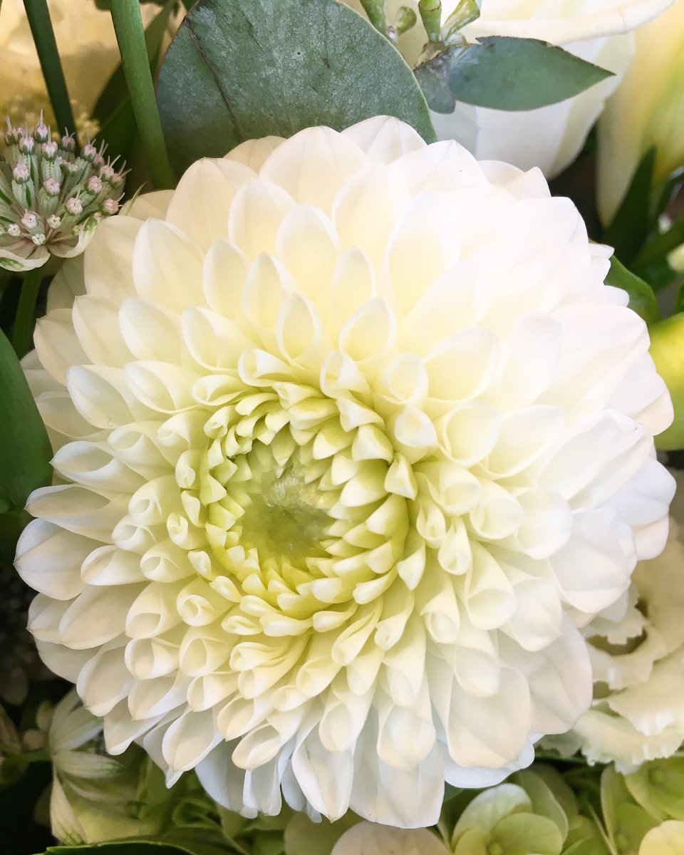 Stunning Ivory Dahlia from a recent wedding. #weddingflorist #dahlia #weddinginspiration #florist #lincolnshireflorist #ivoryflowers