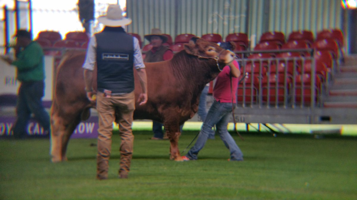 Are you looking for something different from your sale or show coverage? Today's news is tomorrow's history.. studstocksales.com