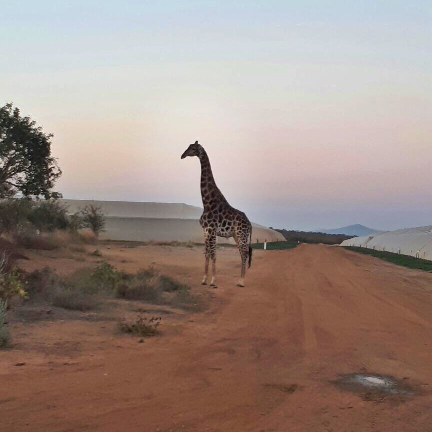 ZZ2Farming's tweet photo. A visitor at our #Vlakfontein nethouse complex in #Mooketsi, where tomatoes are planted for our spring crop! #Natuurboerdery https://t.co/QRDDpk4RCG