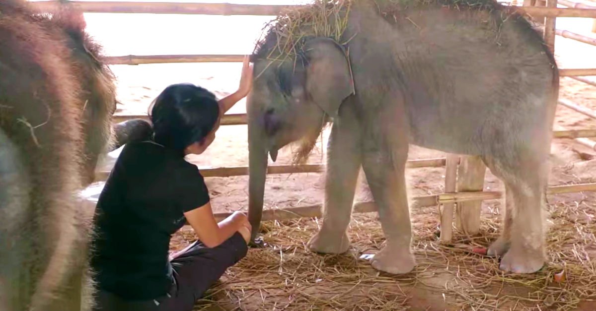 HeartyMinds's tweet photo. Woman Sings Lullaby To 2 Orphaned Elephant Calves, Then They Melt At The Sound Of Her Voice - https://t.co/2C2xINCETS https://t.co/1zYShMpgSj