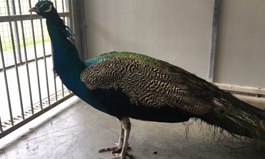 The Sunday Post tweet media