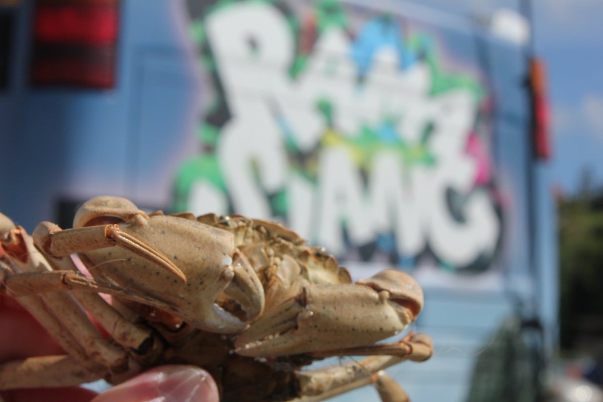lemvigkommune's tweet photo. Krabber i centrum i dag til @RamasjangDR Sommer Summarum på Lemvig Havn. Og en sæl kiggede også forbi... (se grundigt på fotos) #krabbefest https://t.co/QeDhD14OWZ