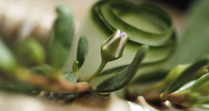 CocktailProf's tweet photo. Sea Purslane: #Herb growing on coastal areas. Crunchy with a salty &amp; citrus undertone. Ingredient for 1 of the new #cocktails of @RenAruba. https://t.co/nhQ0GEvI16