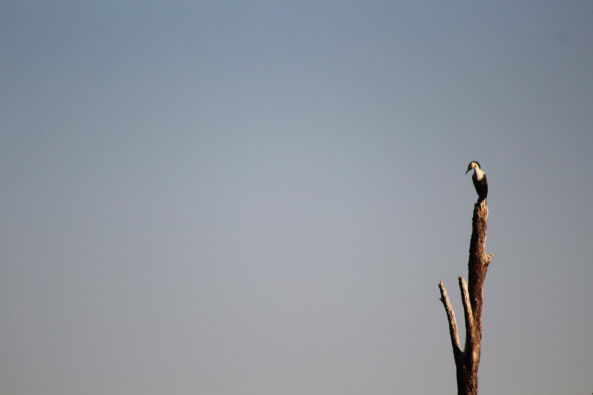 Lapologang1's tweet photo. Bird on dead tree. #Photography #CookesLake #Maftown #LapsPhotography #WildBird. https://t.co/u63HPqtwRm