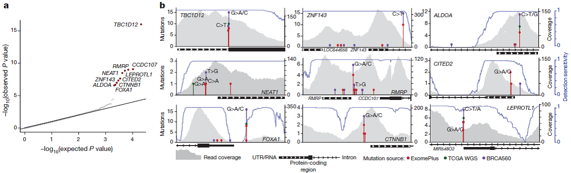 NaturePortfolio's tweet image. High-depth sequencing of 360 primary breast cancers has identified significantly mutated promoters go.nature.com/2ukVCjv