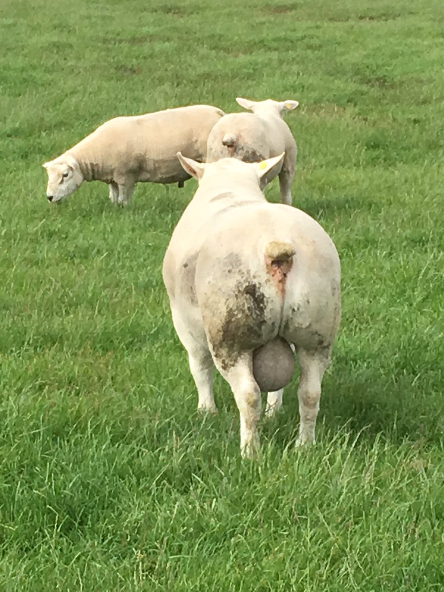 Hightecs Yorick (PSH1601291). With an index of 524 and 3rd highest gigot score he is turning into a proper meat machine! <a href="/BritishTexel/">British Texel Sheep</a>