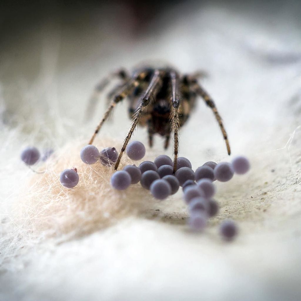 phillips_ben's tweet photo. Missing Sector Spider guarding its eggs.
(Zygiella x-notata) -
-
#bugoftheday #bugs2017 #macro #macrotography #wil… https://t.co/3GBGuDStoI https://t.co/7iHeUrHFxZ