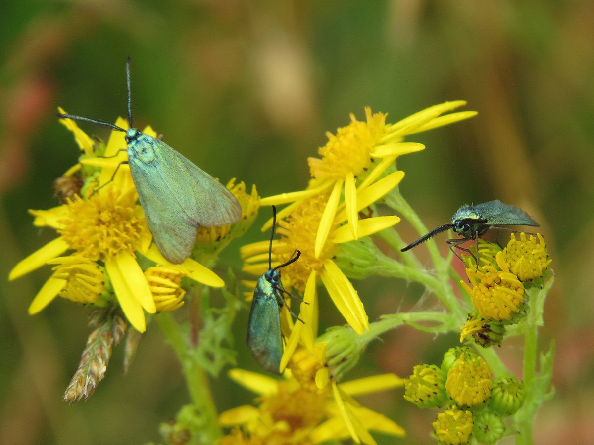 PeteKinsella2's tweet photo. Splendid to see a good number of Forester Moths this afternoon at Ainsdale NNR, M'side @TheSeftonCoast #ForesterMoth #LancashireMoths https://t.co/PoHaO4gVs9