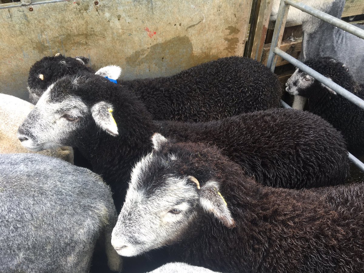 herdyshepherd1 tweet picture