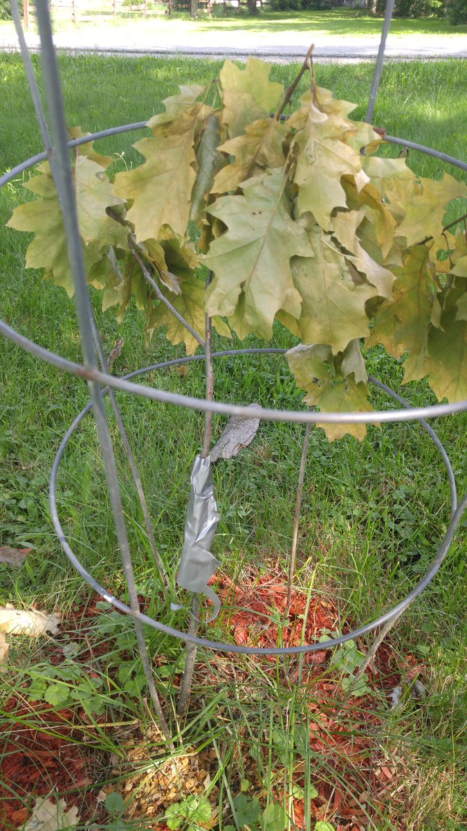 MichaelScanlon_'s tweet image. So the top got cut off a little tree in my yard and my dad literally taped it up with duct tape 😂😂😂 #doesntworklikethat #dadmoves