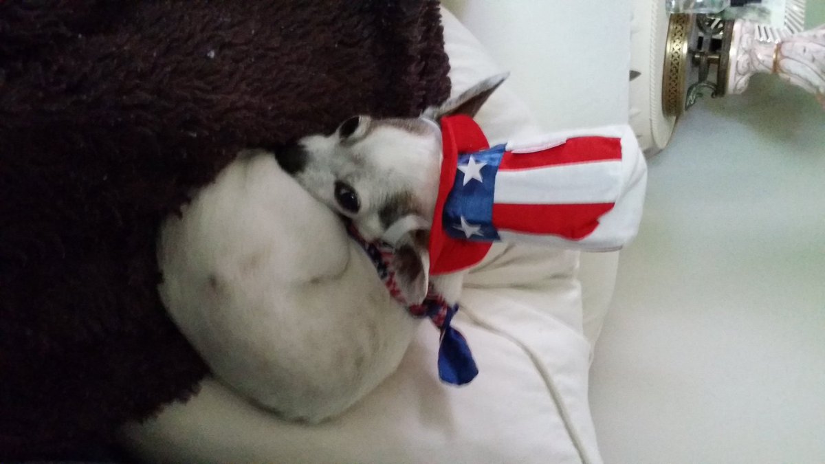 jennifercihi's tweet photo. Happy 4th everyone..romeo is sideways with excitment! #4thOfJuly2017 #sailormoon #jennifercihi https://t.co/EWkXJvoFCE