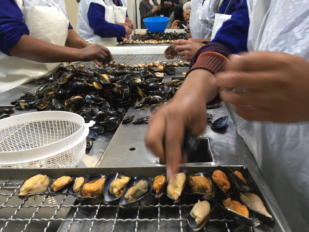 Ever wondered what happens to seafood before it gets to your plate? #visitWestCoast &amp; take a tour of West Coast Oyster Growers in Saldanha!