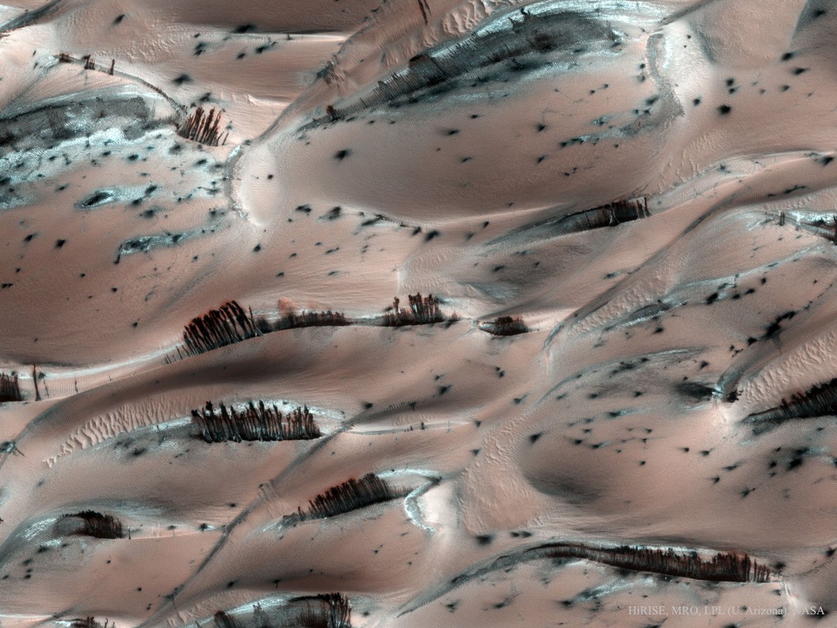 willbaren's tweet photo. ‘Trees’ on a frozen pink Martian landscape—strange dark sand cascades melting in Spring Sun #space #Mars NASA/HiRISE https://t.co/skNxKsgej0 https://t.co/tv2GLxfUzF