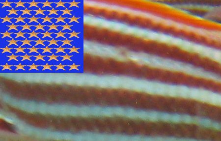 WiseOceans's tweet photo. Happy #4thOfJuly2017 to all our friends across the pond! ๐บ๐ธ#squirrelfish #seastar #fishflag https://t.co/bIjuGavbk5