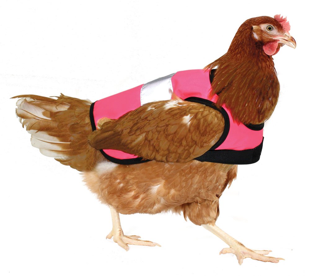WorkwearCrew's tweet image. Do you think we should stock PINK Hi-Vis Vests 
Please comment Yes or No.

#pinkchick #pinkhen #hivis #vests #ppe #workwear #Bradford #Poll