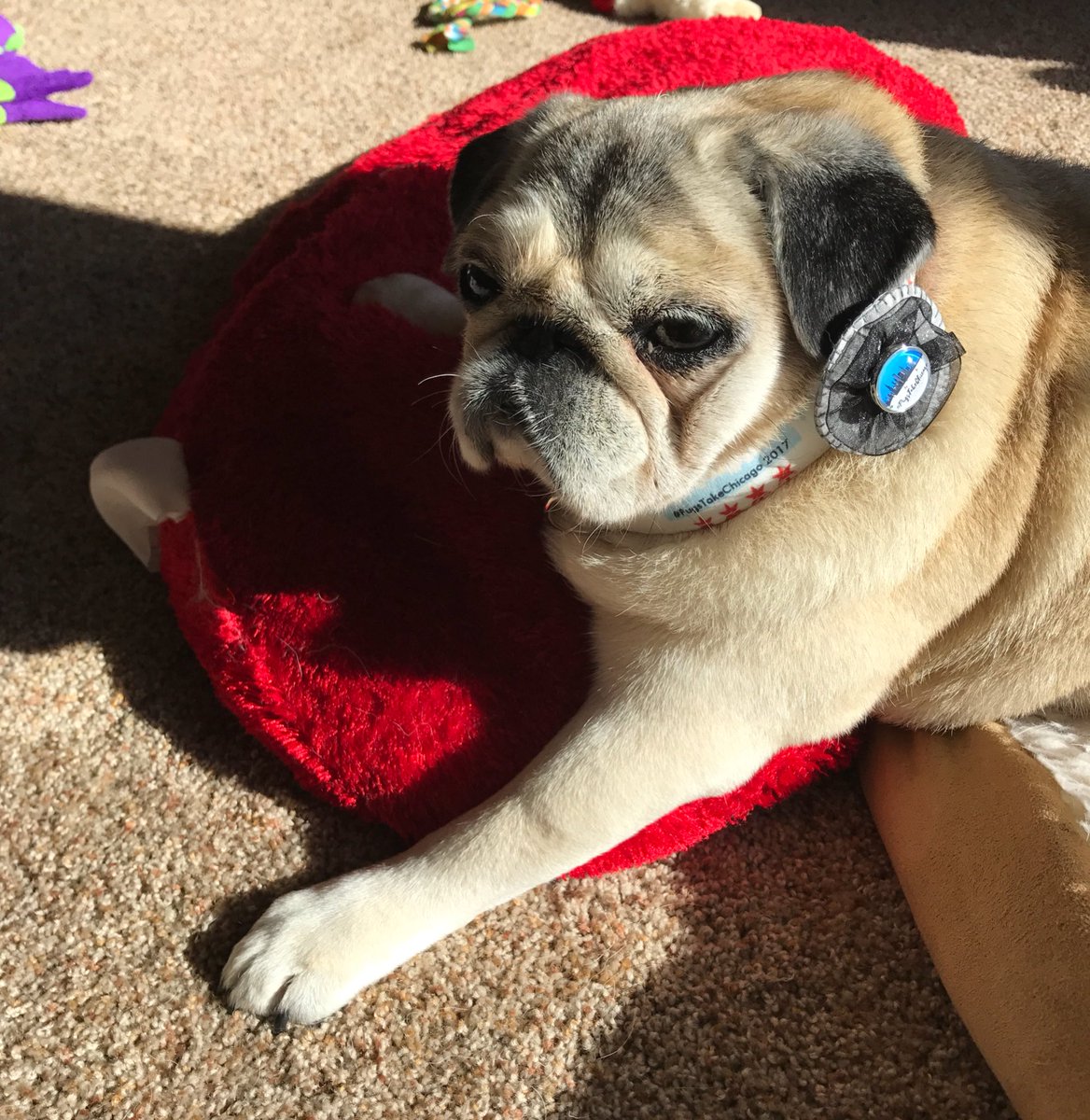 snuggle_pugs's tweet photo. Wearing our #pugstakechicago collars today because they are patriotic looking! @FelixthePugzu @BRPCreations https://t.co/IDDqoaNxQf
