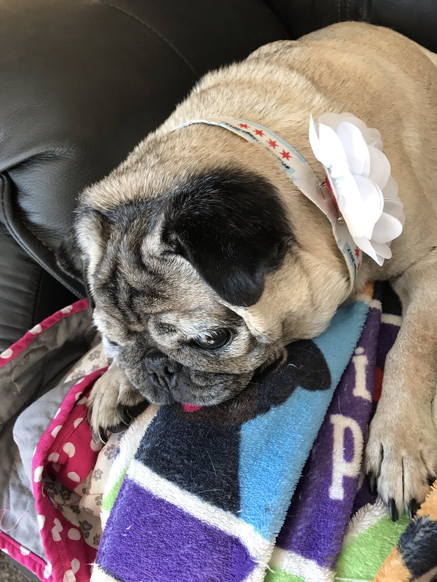 snuggle_pugs's tweet photo. Wearing our #pugstakechicago collars today because they are patriotic looking! @FelixthePugzu @BRPCreations https://t.co/IDDqoaNxQf
