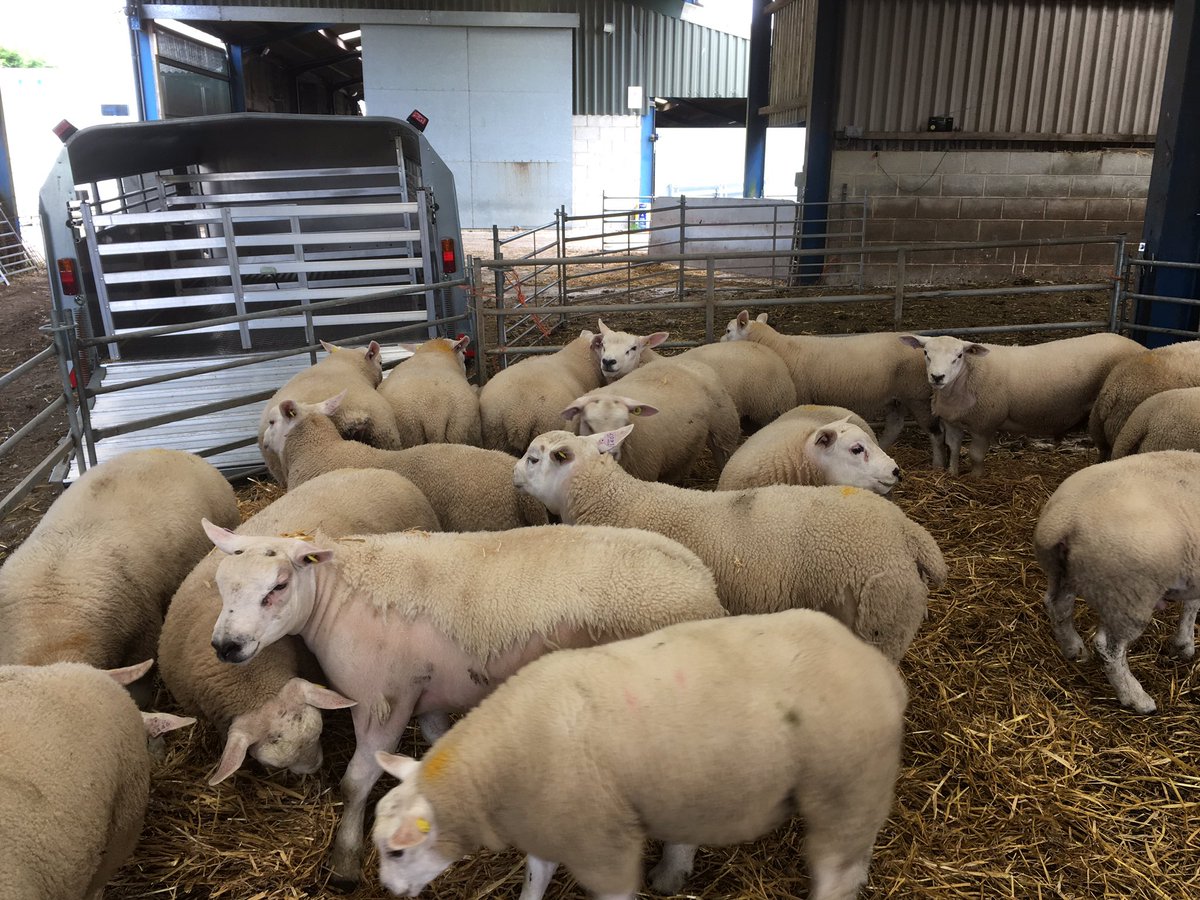 Just returned from CT scanning these texel ram lambs. Images look to hold lots of muscle!! <a href="/BritishTexel/">British Texel Sheep</a> <a href="/CIELivestock1/">CIELivestock</a> <a href="/SRUC/">SRUC</a>
