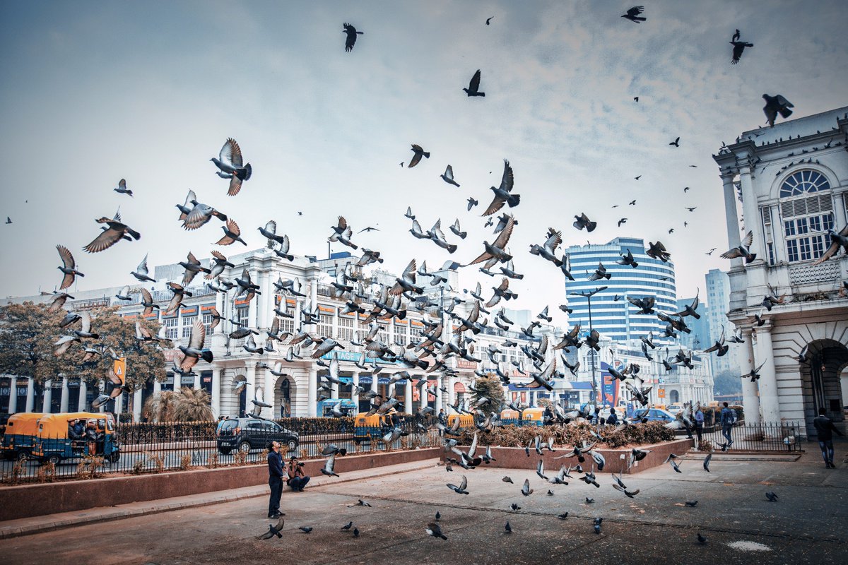 LeMeridien NewDelhi on Twitter: &quot;The New Delhi is said to be the world&#39;s  second most bird-rich capital city, after Kenya&#39;s Nairobi.  #DestinationUnlocked… https://t.co/5Ox2QW0Vsi&quot;