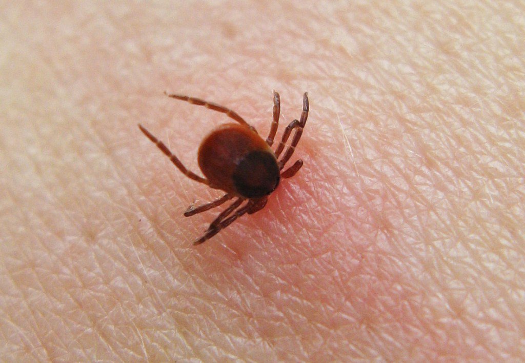 MedlinesNews's tweet photo. HUNGARIAN INVENTION HELPS GETTING RID OF TICKS https://t.co/sCAgiMWCXj https://t.co/OKrC7S5Faz