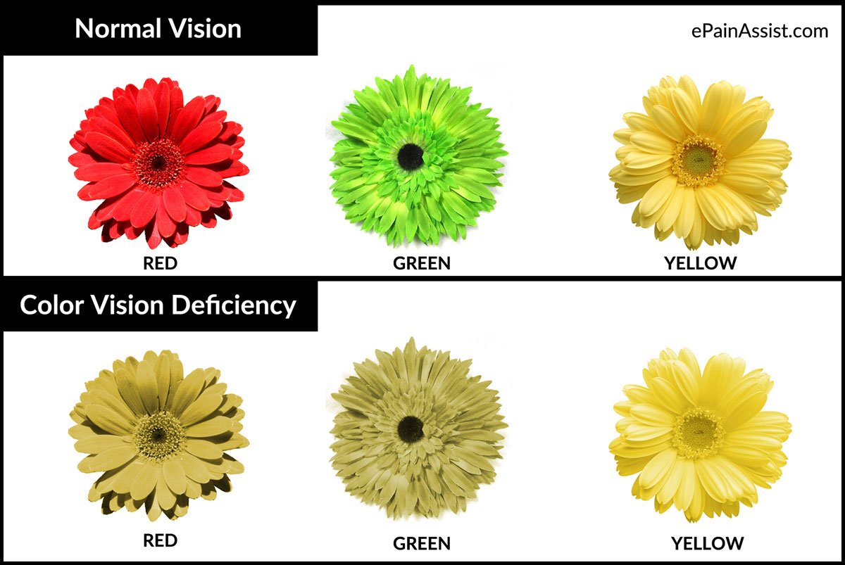 another example of what people with normal vision see vs what people with color vision deficiency see