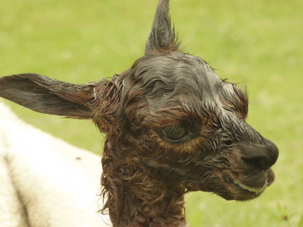 Another new born joins the herd this morning! #alpacas #Devon #combemartin #exmoor #cutebaby #cria #alpacaexperience