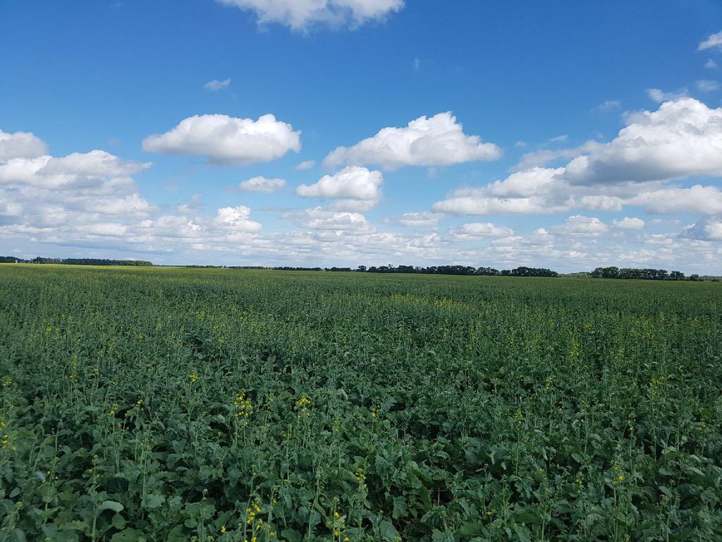 metcat3's tweet photo. Nexera field just starting to bolt #nexeraldcrathwell2017 https://t.co/QMbdFNSCDE