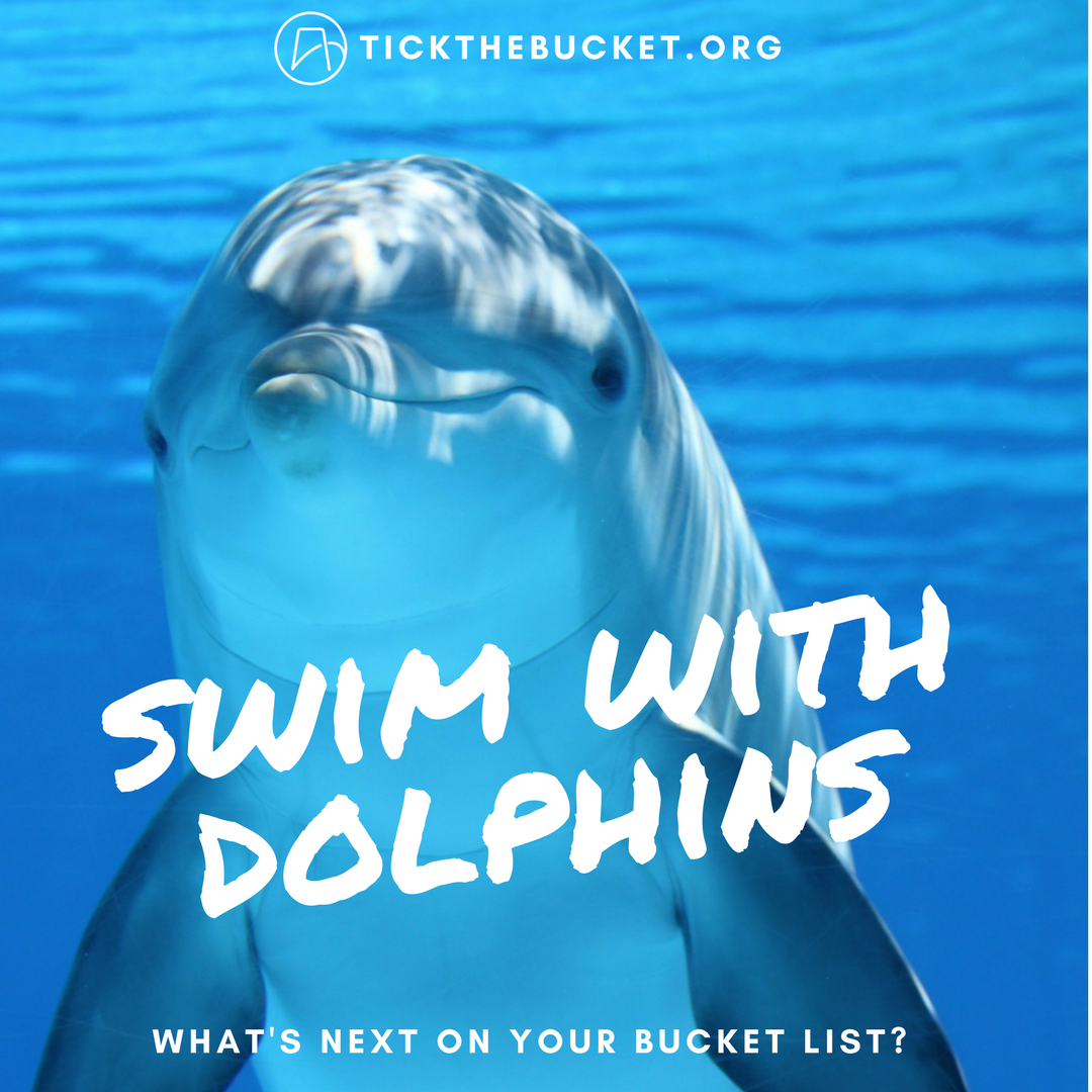 tickthebucket's tweet photo. If you're lucky, you can actually swim with dolphins in the UK!?

Find out where (and also few warmer suggestions) - https://t.co/jFVTqUupwZ https://t.co/kU7AgjZwTF