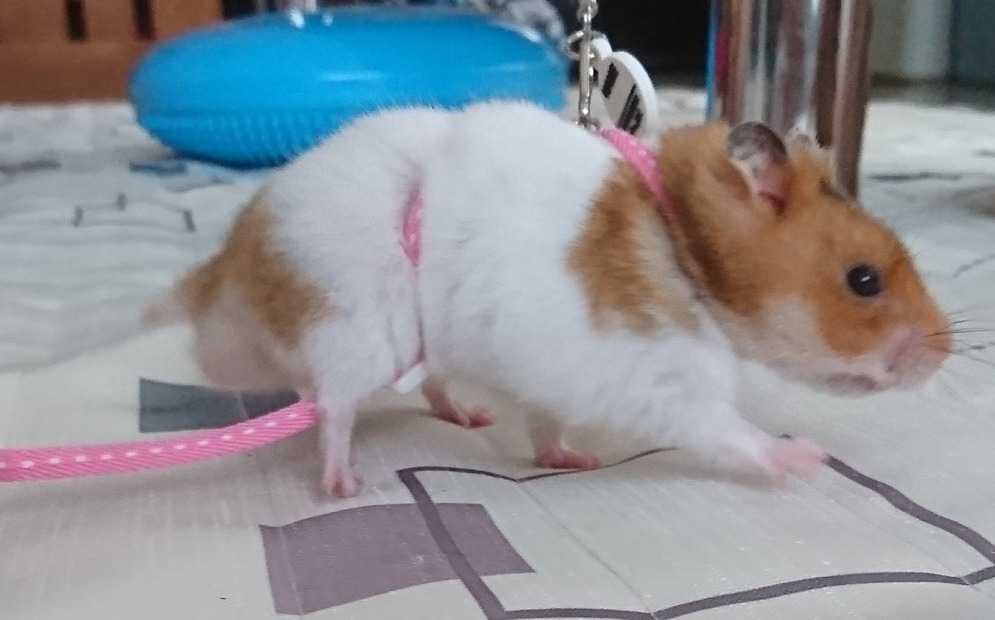 Hamster S Room Ten S Family ハム用散歩ヒモ 思わず買ってしまったけど おとなしい子にはいいけど やんちゃ坊主のテンにはむかない 記念撮影で終わった まぁ こんなのつけなくても自由に部屋んぽするん Hamster S Room Ten S Family ハム用散歩ヒモ 思わず買ってしまったけど おとなしい子にはいいけど やんちゃ坊主のテンにはむかない 記念撮影で終わった まぁ こんなのつけなくても自由に部屋んぽするん