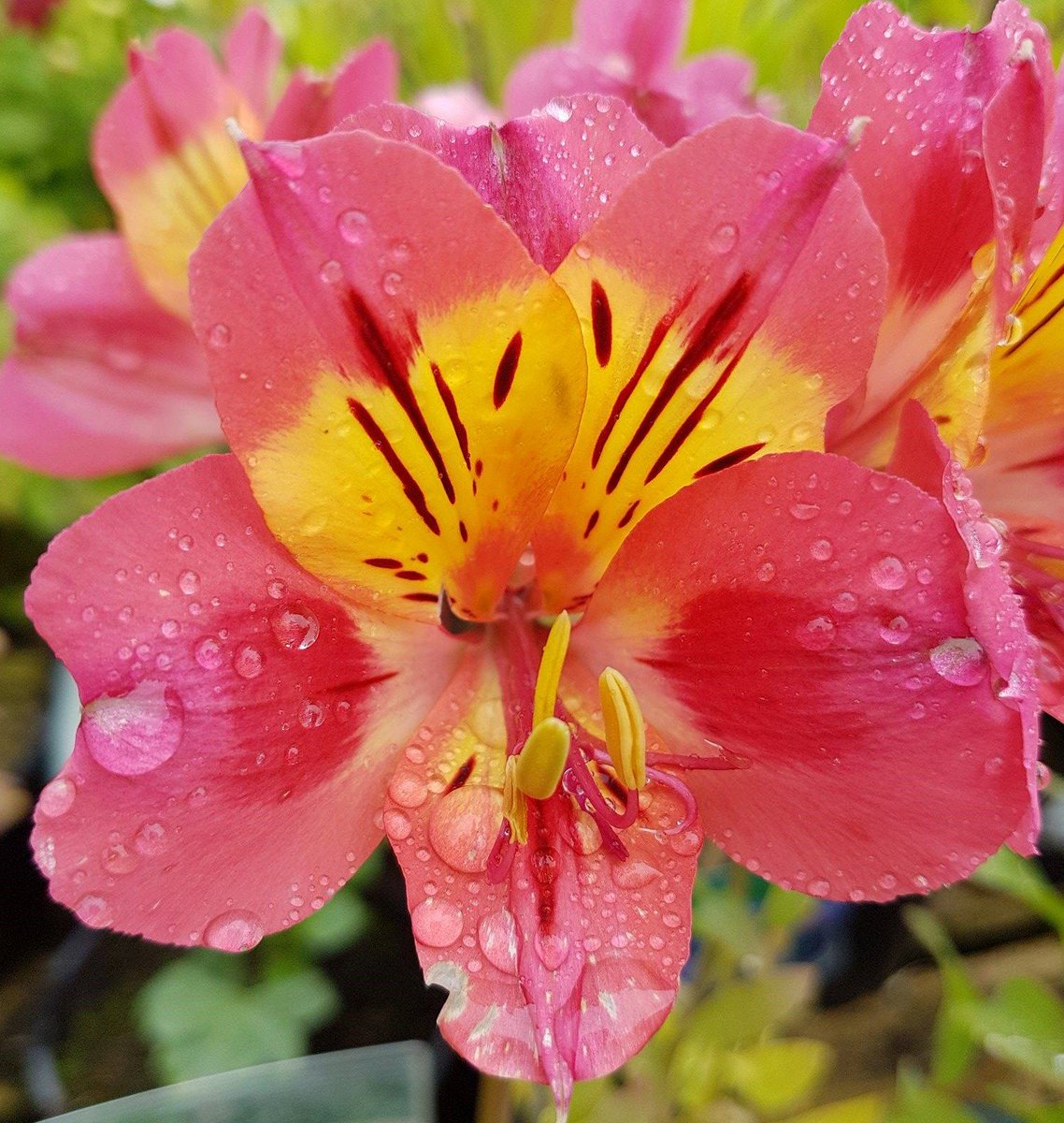 Name that plant #Justforfun #Tuesdaytrivia