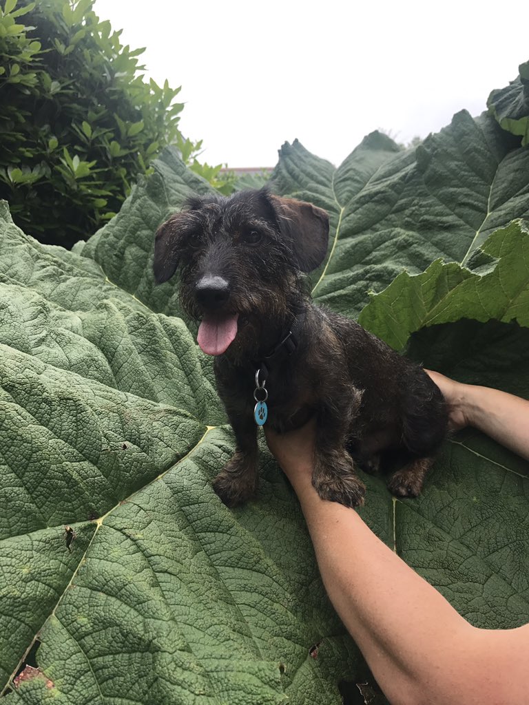 zoe_butt's tweet photo. This is my dog being held on a big leaf 🍃 https://t.co/4EnBKiuFgj