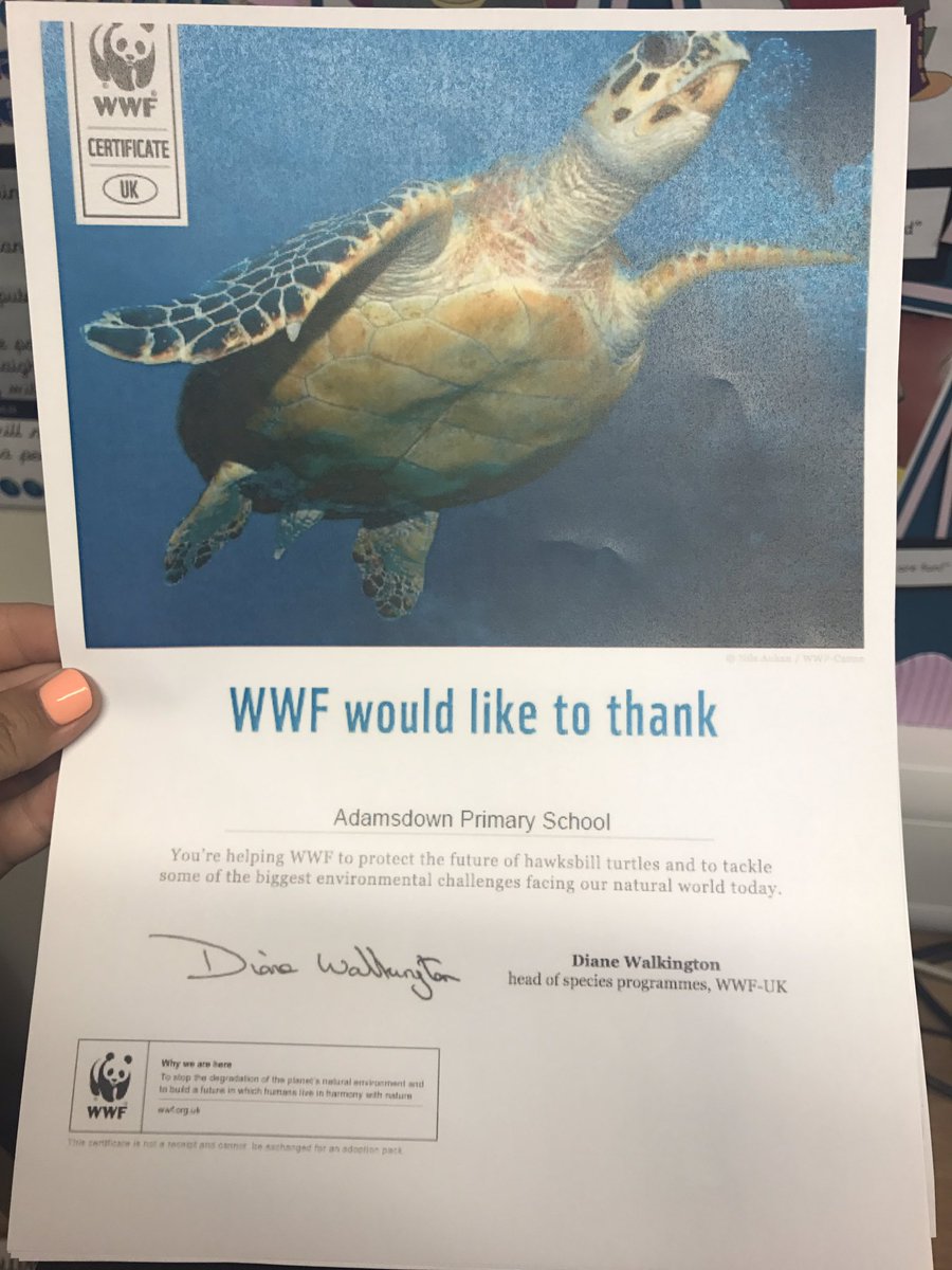 AdamsdownEco's tweet photo. The results are in, the whole school has voted and this year we have adopted a turtle 🐢 #WWF #animaladoption #fundraise #GlobalCitizens https://t.co/Cv33yavKt1