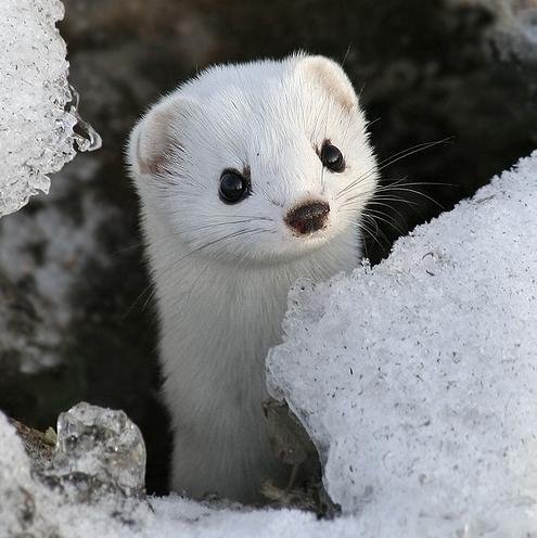 二度見するほど美しい生き物 V Twitter オコジョ 白い天使 と形容される動物 丸い耳に真っ黒な目 小さなハナが可愛らしい生き物です しかし 数が減少しており 準絶滅危惧種として指定されています 二度見するほど美しい生き物 V Twitter オコジョ 白い天使 と形容される動物 丸い耳に真っ黒な目 小さなハナが可愛らしい生き物です しかし 数が減少しており 準絶滅危惧種として指定されています