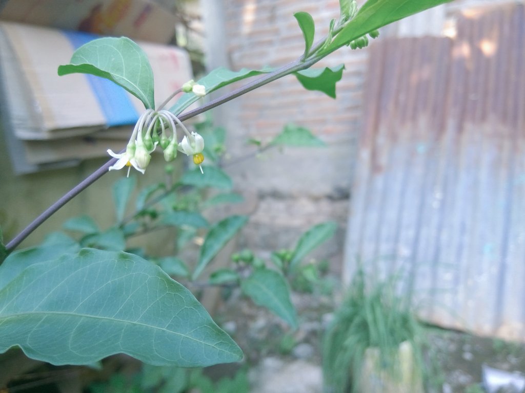 widyo_dimas's tweet image. #MIFANS #MIFotograph #Note3pro #fotograph #fotografia #makrofotpgraph #fotobokeh #amatirfotograph