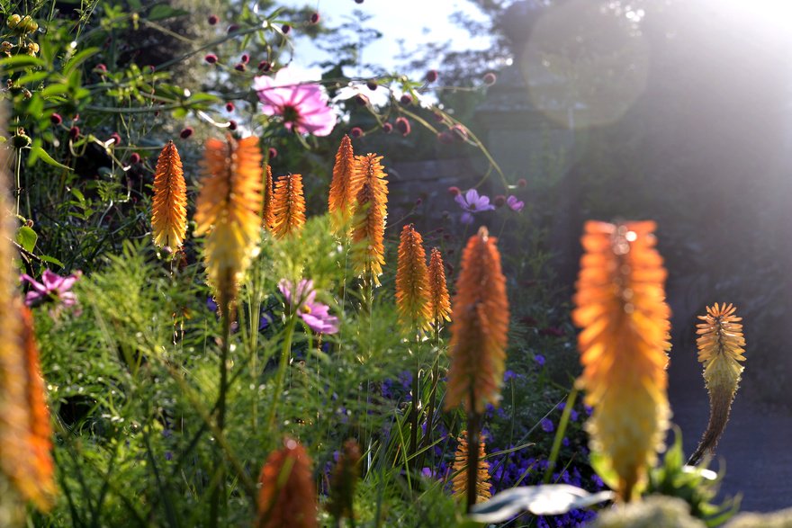 It's been a perfect #summer day today. Doesn't the light look amazing streaming through the #kniphofia? #herbaceousborder #rhspartnergarden